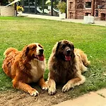 Aparthotel Rotheul Rotheul